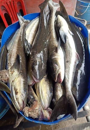 Hải Sản Trên Đảo Hải Tặc 