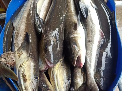 Hải Sản Trên Đảo Hải Tặc 